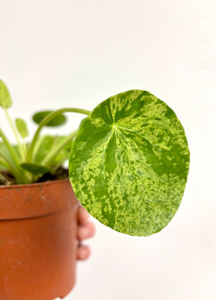 Pilea Peperomioides Mojito