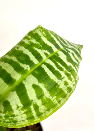 Dracaena Goldieana