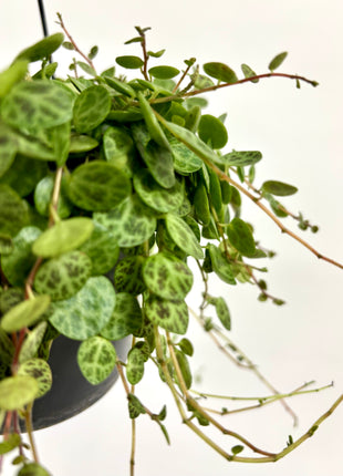 Peperomia Prostrata/ string of turtles