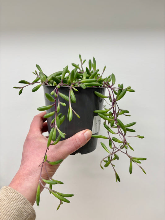 Senecio Purple Flush