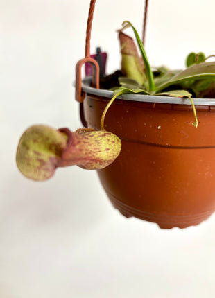 Pitcher plant