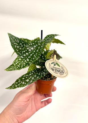 Begonia Maculata Wings Silverspot