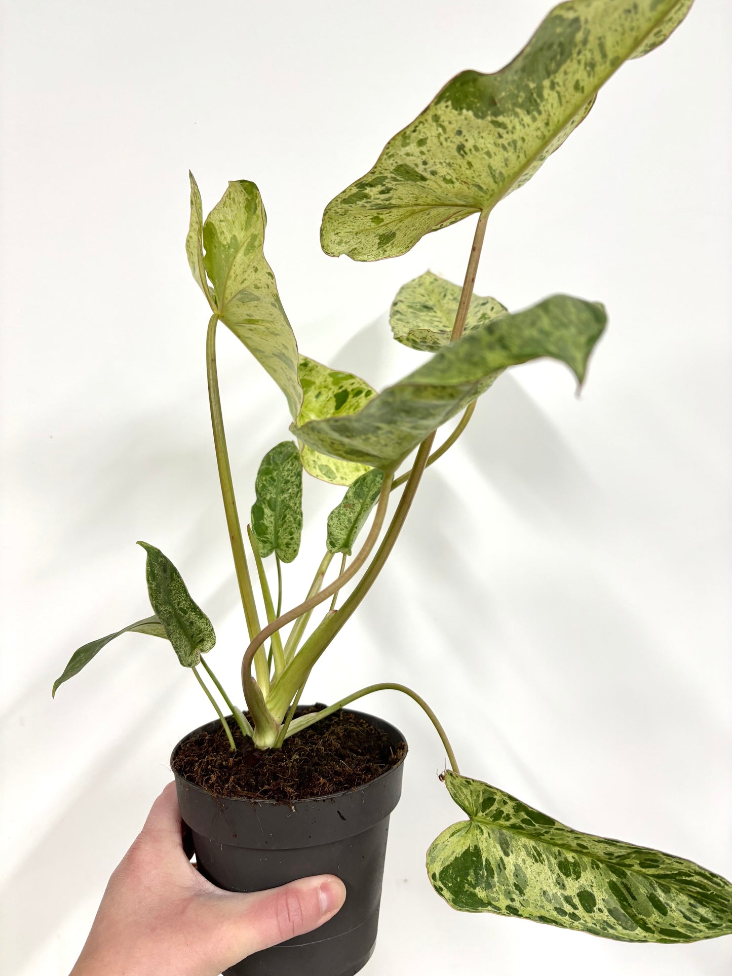 Philodendron Paraiso