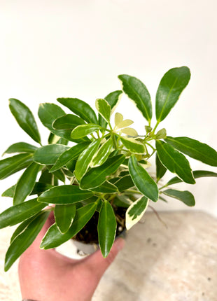 Schefflera Arboricola Luseana