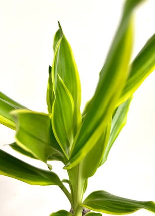 Dracaena Golden Coast