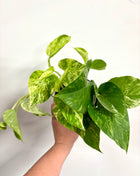 Epipremnum Marble Queen