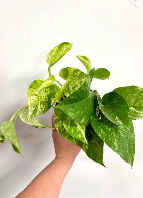 Epipremnum Marble Queen