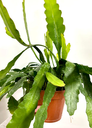 Epiphyllum Fruhlings Gold