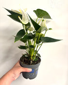 Anthurium white