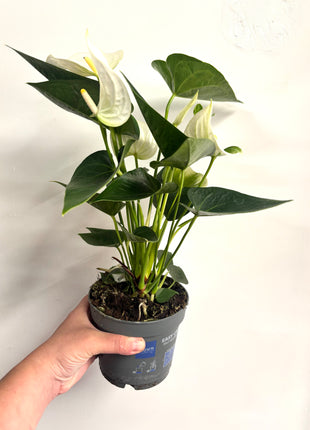 Anthurium white