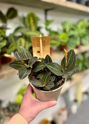 Ludisia Green Velvet / Jewel Orchid