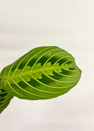 Maranta Lemon/Lime