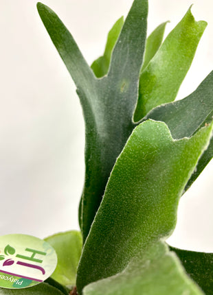 Platycerium / Staghorn Fern