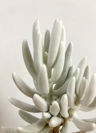 Senecio Mont Blanc