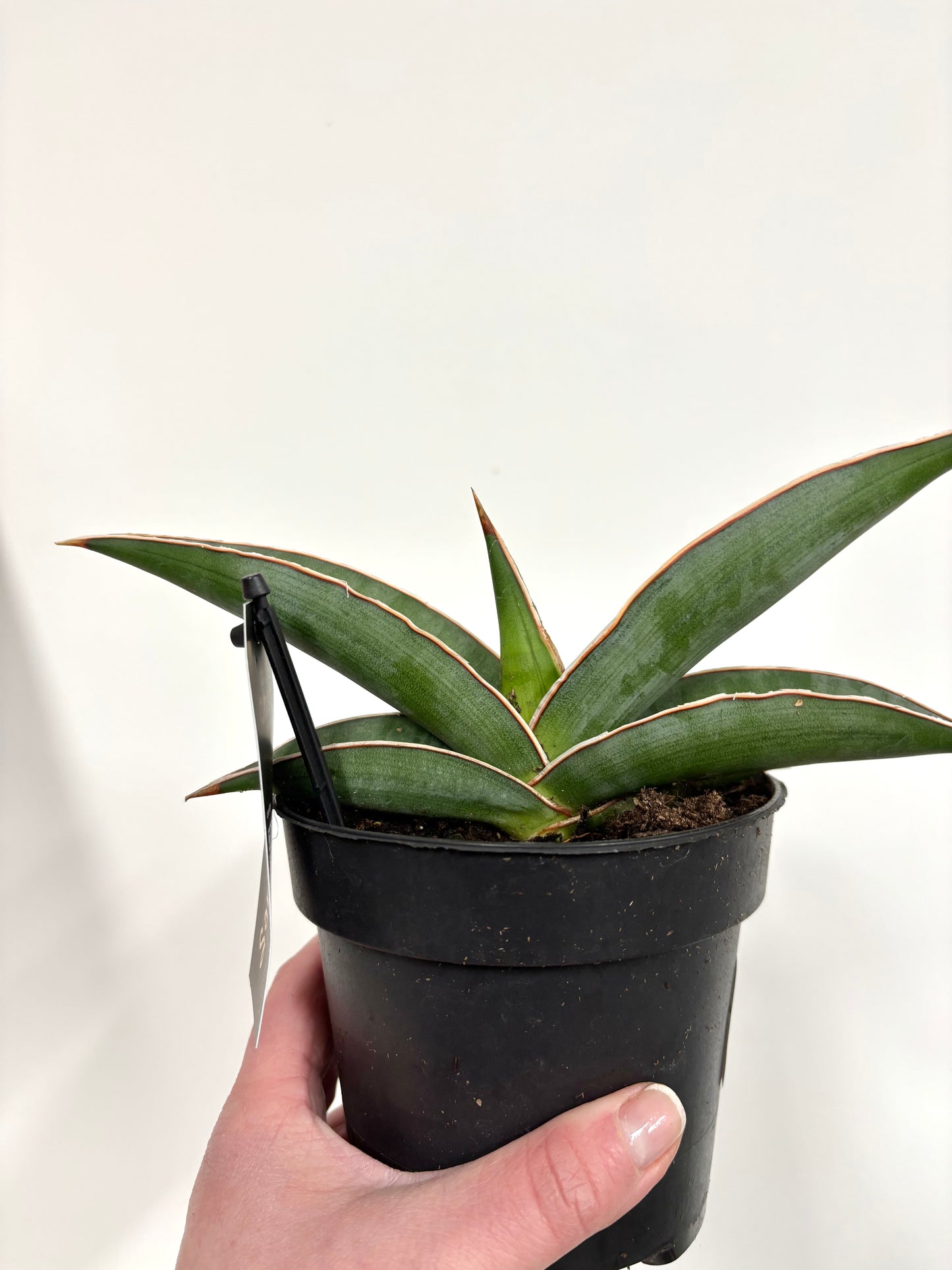 Sansevieria Almond Silver