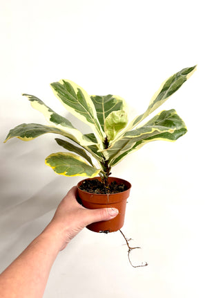 Ficus Lyrata Variegata