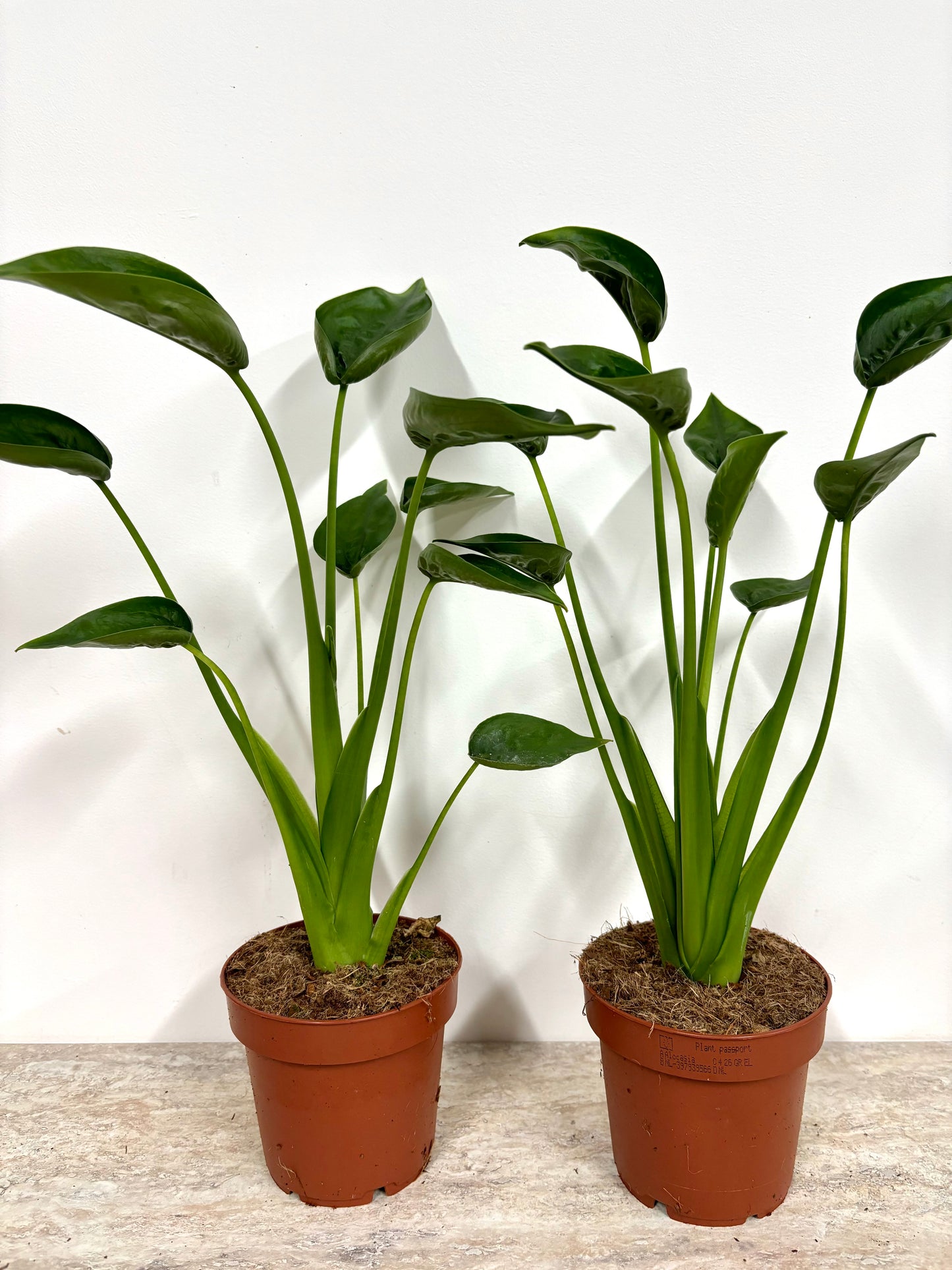 Alocasia Tiny Dancer