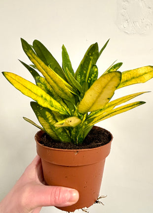 Codiaeum/Croton