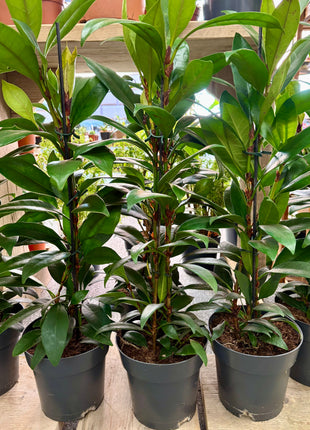 Ficus Cyathistipula Compacta