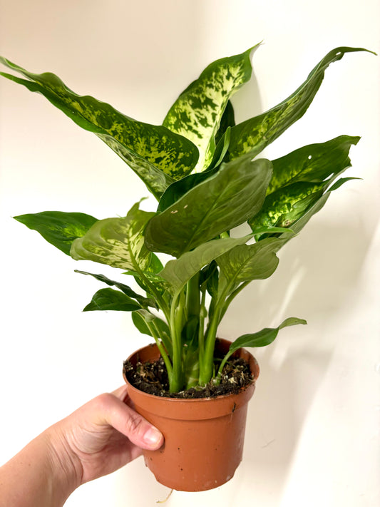 Dieffenbachia Compacta
