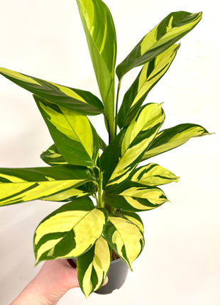 Calathea Pilosa