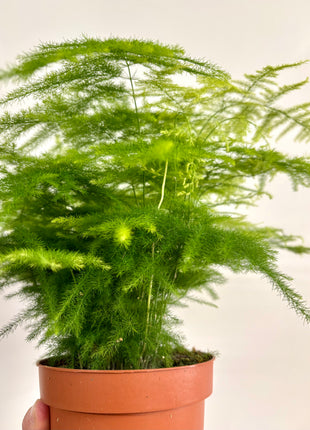 Asparagus Setaceus