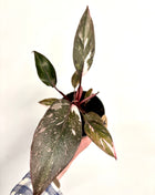 Philodendron pink princess marble
