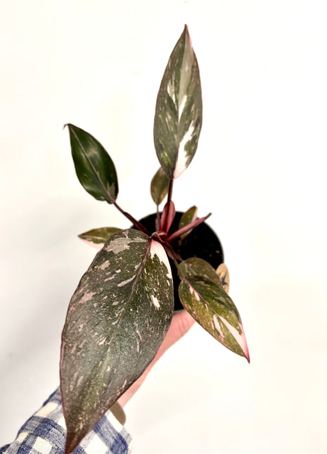 Philodendron pink princess marble