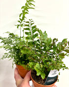 Mixed ferns