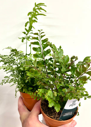Mixed ferns