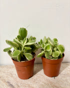 Cotyledon Ladismithiensis/Bear paws