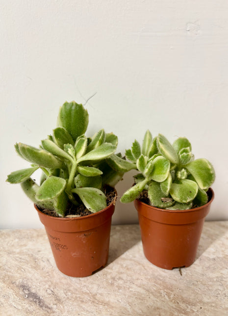 Cotyledon Ladismithiensis/Bear paws