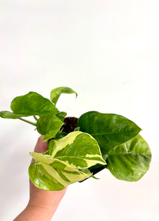 Epipremnum Lemon Joy