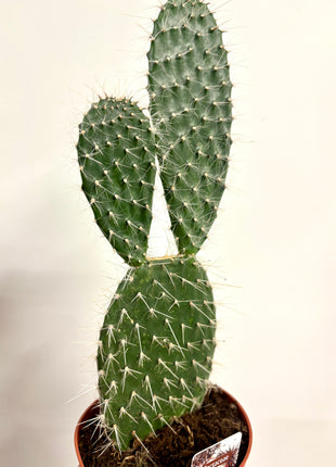 Opuntia Macrocalyx