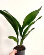 Aspidistra Elatior