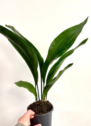 Aspidistra Elatior