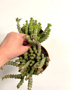 Crass Marnieriana Hottentot