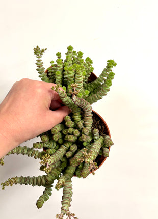 Crass Marnieriana Hottentot