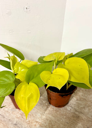 Epipremnum Neon Pothos