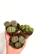 Lithops