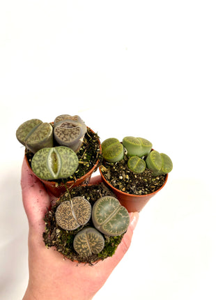 Lithops
