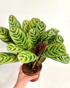 Ctenanthe Burle Marxii
