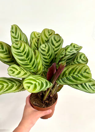 Ctenanthe Burle Marxii