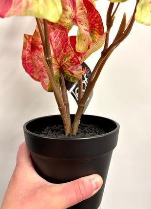 Faux Caladium