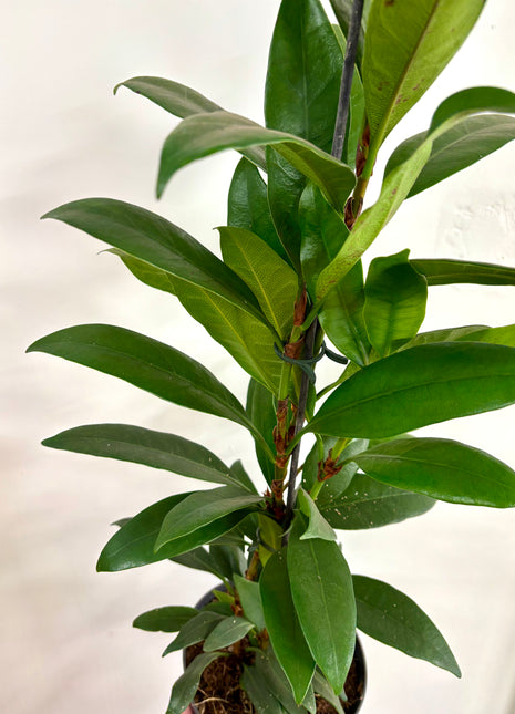 Ficus Cyathistipula Compacta