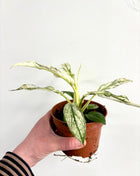 Spathiphyllum ‘sensation’ variegated