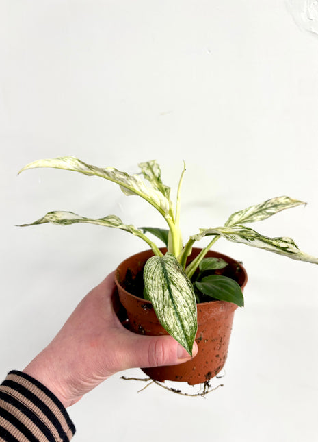 Spathiphyllum ‘sensation’ variegated