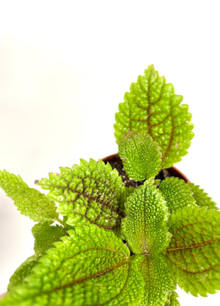 Pilea Moon Valley