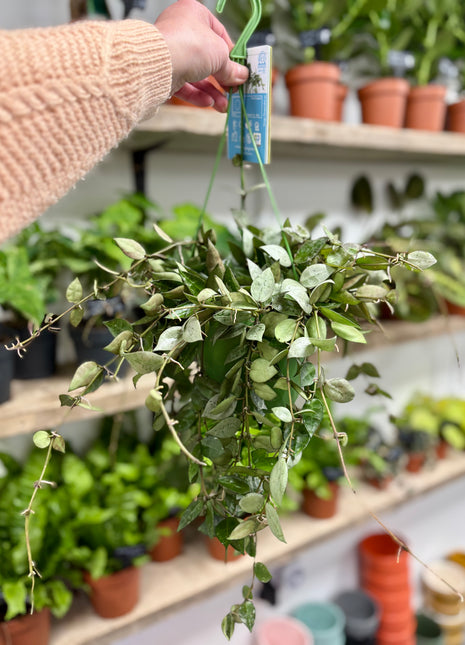 Hoya Keramische Eskimo