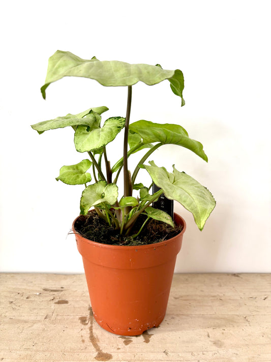 Syngonium White Butterfly